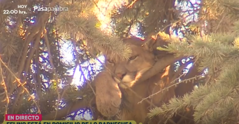 Realizan gran operativo para rescatar a puma desde un árbol