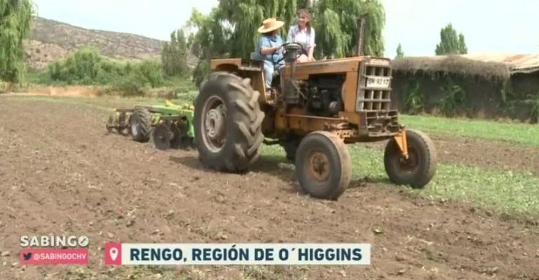 Millaray viajó a cosechar porotos a la Región de O'higgins