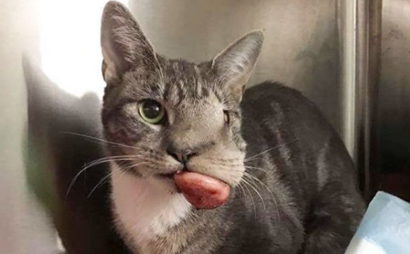 El final feliz de Keta: la gata que se salvó de ser sacrificada por su aspecto