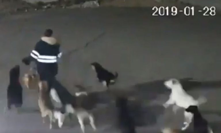 Vuelco en caso de supuesto femicidio: Video revela que mujer murió atacada por 10 perros callejeros