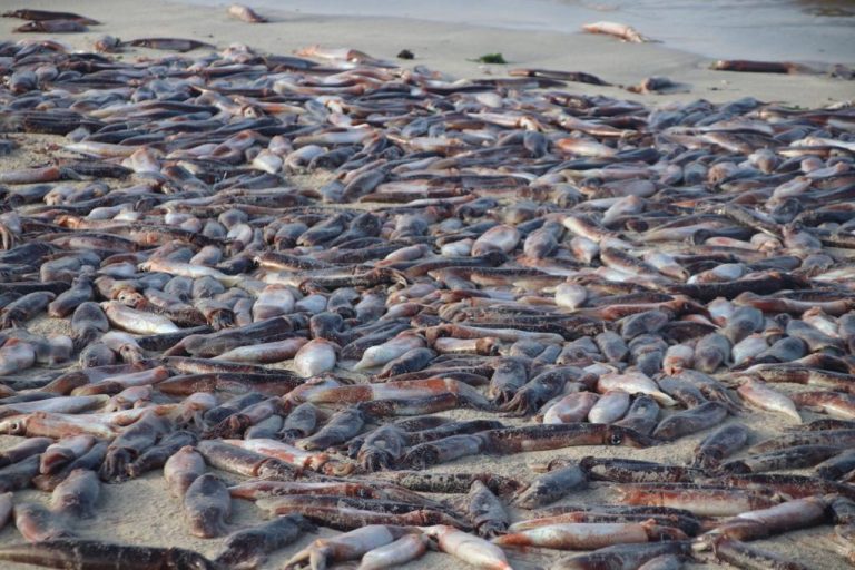 Las impactantes imágenes de cientos de jibias varadas en Bahía Inglesa