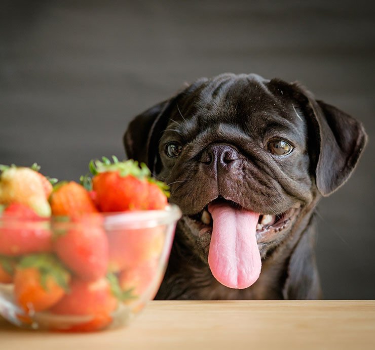 10 frutas que le puedes dar de comer a tu perro