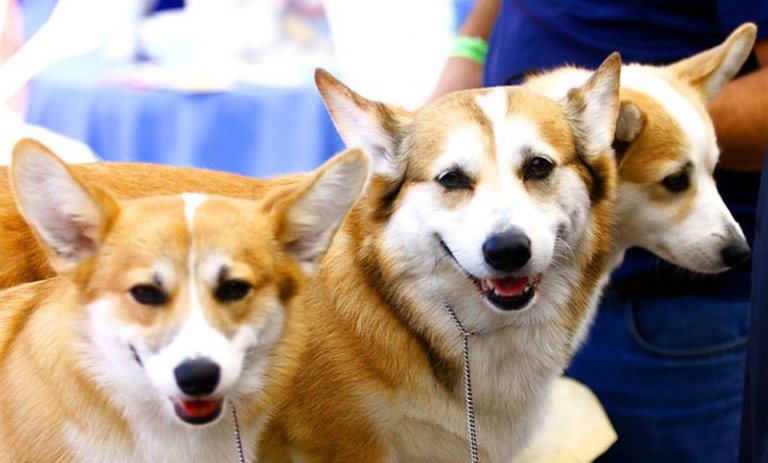 ¿Qué hacer para evitar una multa? 6 cosas que debes saber sobre la Ley Cholito