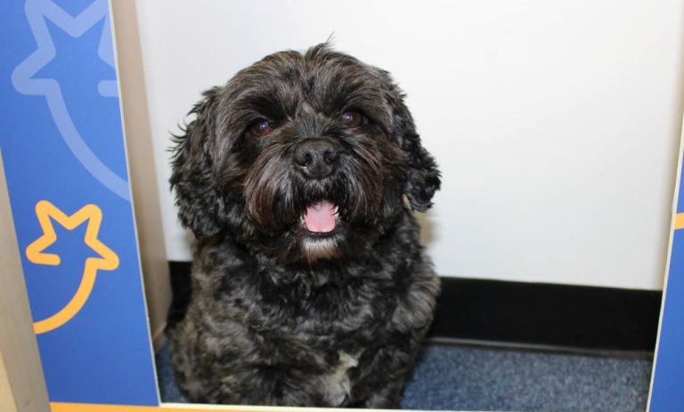 Ladridos de un perro despertaron a su amo que estaba en un coma inducido