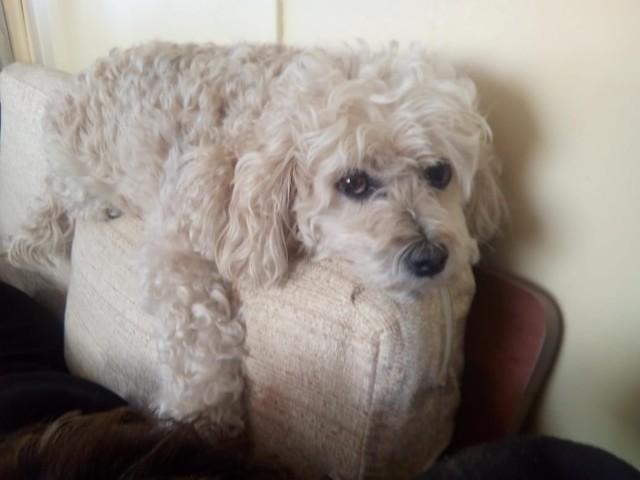 La cruel agresión a perro que quedó inconsciente en clínica veterinaria