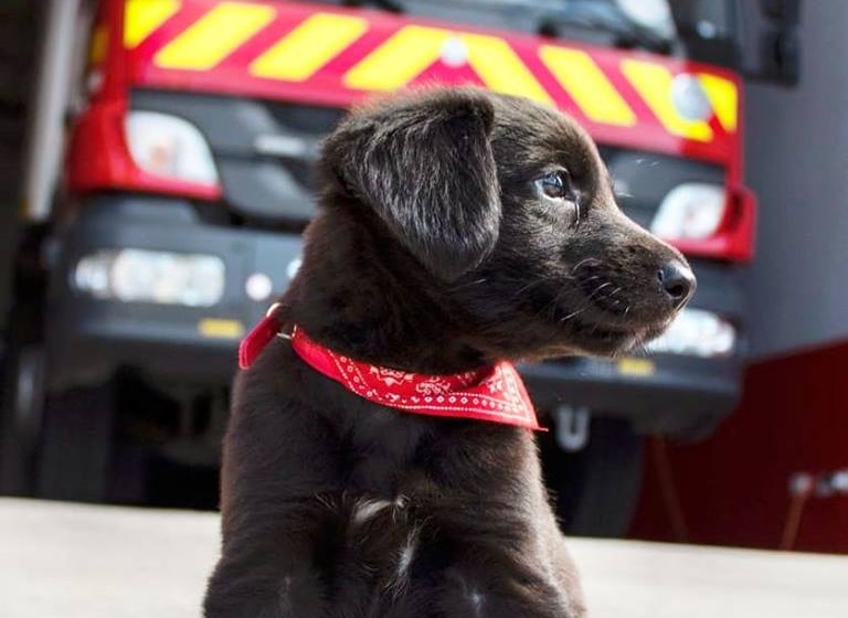 Ahora le buscan nombre en Facebook: La historia de la perrita abandonada que bomberos rescató