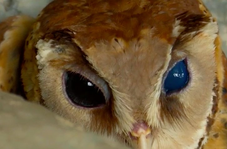 Maltraron a un búho para que los turistas se sacaran selfies: El animal quedó ciego