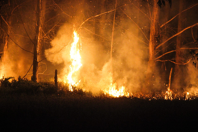 Prendían fuego a ramas y plásticos: 5 personas fueron detenidas provocando incendio forestal en Ancud