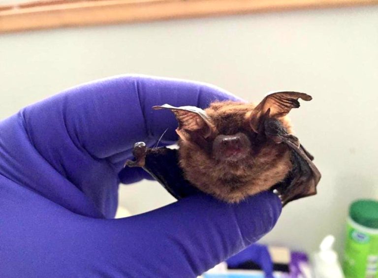 Confirman tercer caso de murciélago con rabia en Valdivia
