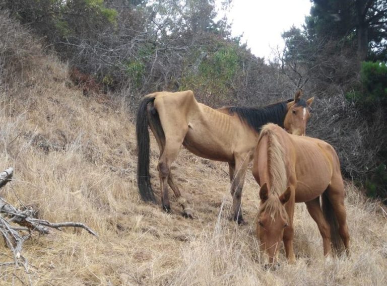 Denuncian caso de maltrato animal: Caballos desnutridos fueron encontrados en sector rural de Papudo
