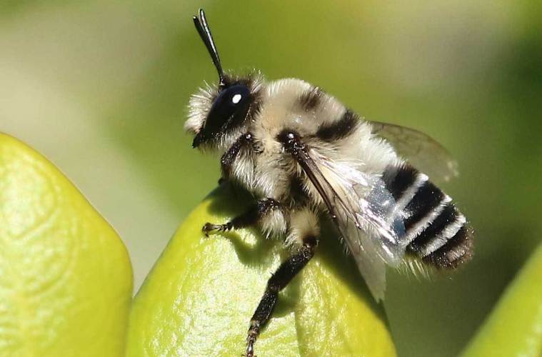 Del porte de un pulgar: Fotografiaron a 