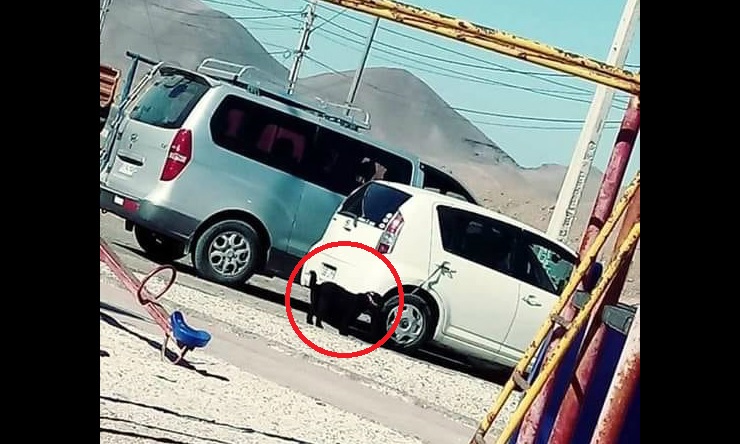 Cruel maltrato animal a perro que fue arrastrado por varias cuadras desde automóvil con una correa