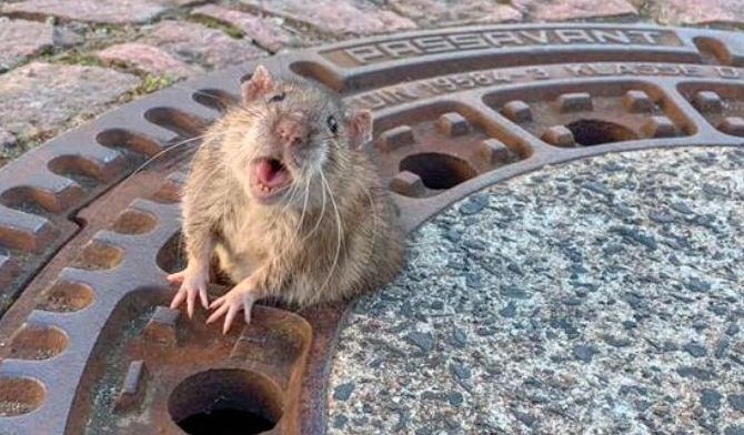 Bomberos rescató a rata con sobrepeso atrapada en alcantarillado