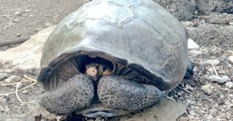 Encuentran a tortuga que figuraba extinta desde hace un siglo