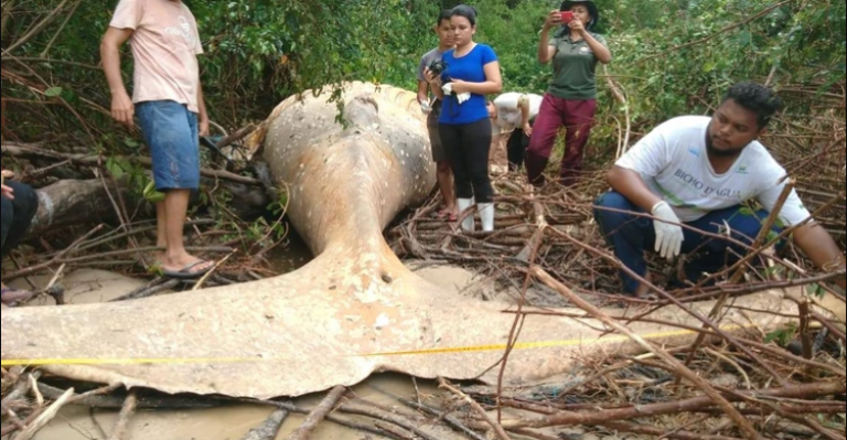 Insólito: encuentran cadaver de ballena jorobada en Río Amazonas