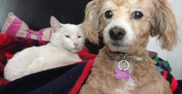 Sepa cómo registrar a perros y gatos con el microchip adecuado