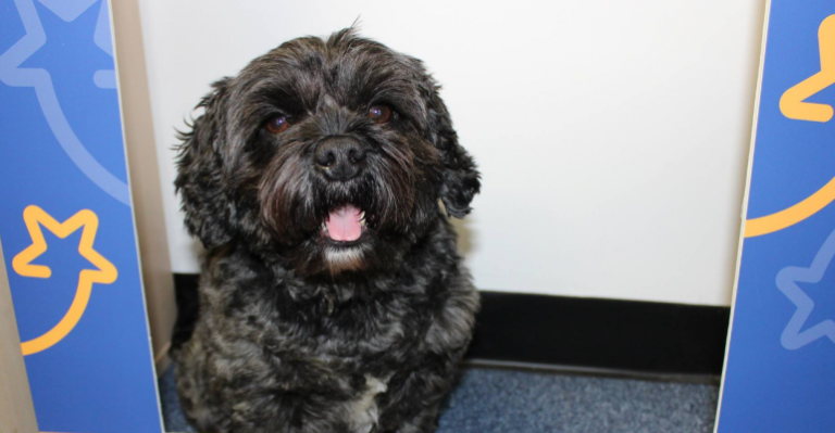 Perro con sus ladridos logró despertar a su amo que estaba en coma