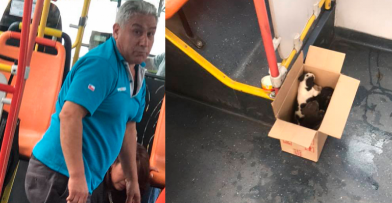 Conductor de Transantiago rescató a cachorros que estaban en la calle