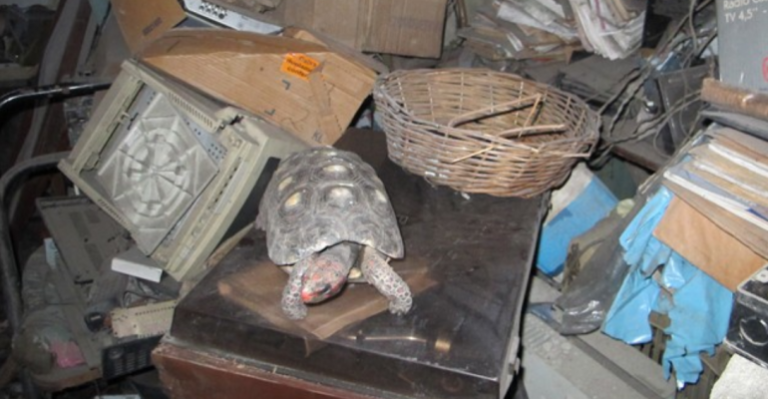 Familia encontró a tortuga perdida hace 30 años tras limpiar su casa