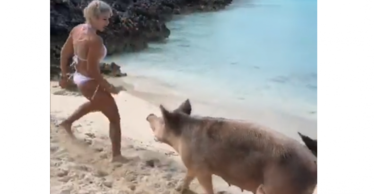 Cerdo atacó a modelo que paseaba por Las Bahamas
