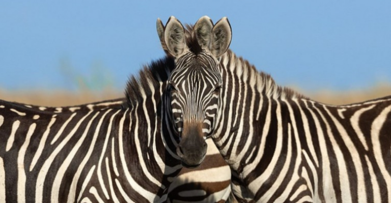 Foto de cebras abrió el debate en redes sociales por ilusión óptica