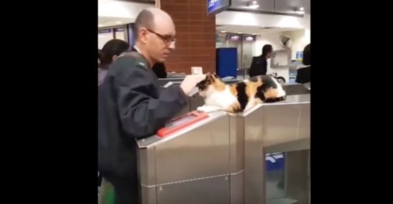 Gato recibe a los pasajeros del metro de Israel