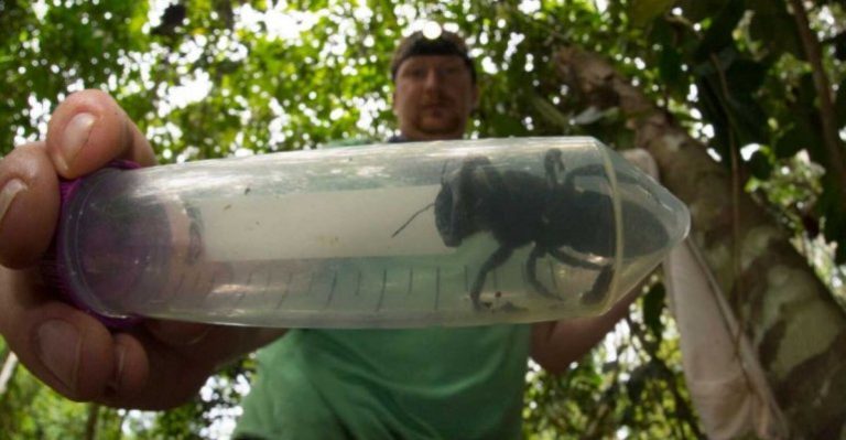 Encontraron en Indonesia a la abeja más grande del mundo