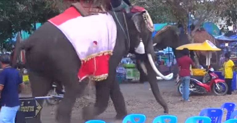 Joven generó tenso momento tras intentar tomarse selfie con elefante
