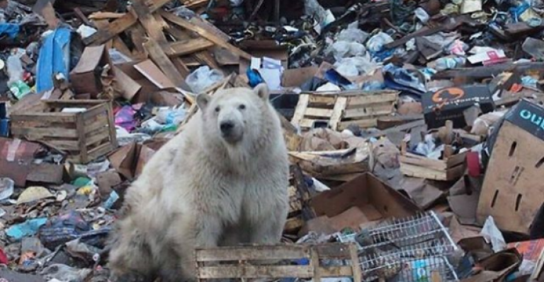 Osos polares se tomaron un archipiélago en Rusia