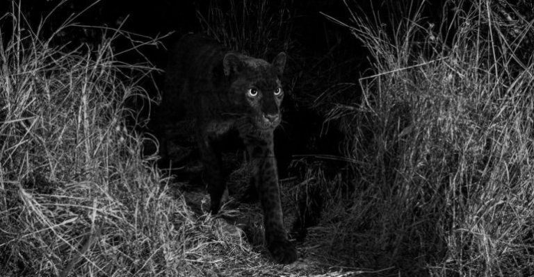 Leopardo negro es fotografiado en África por primera vez en 100 años