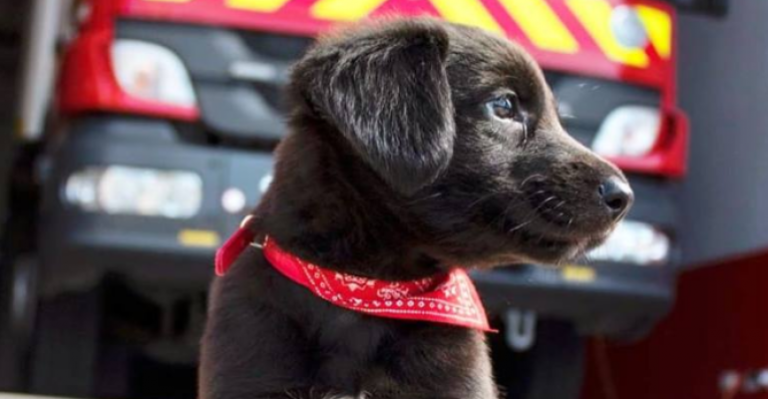 Perrita que fue encontrada por bomberos busca nombre