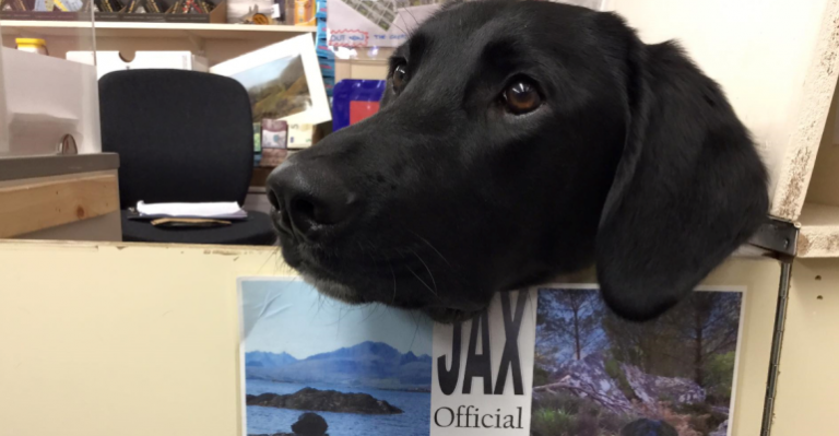 Conoce la historia del perrito que trabaja en una oficina de correo