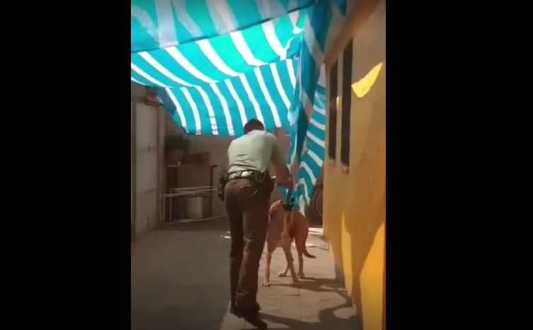 Pura ternura: Perro que estaba atrapado en una malla abrazó a carabinero que lo liberó