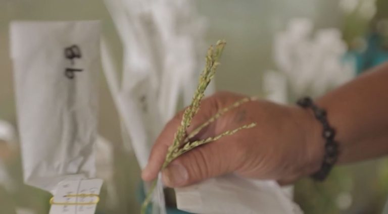 Pérdida de biodiversidad por efecto del cambio climático podría afectar a los sistemas alimentarios