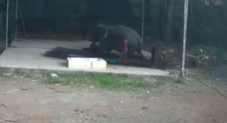Elefante aplastó a cuidador que le pegaba mientras lo bañaba