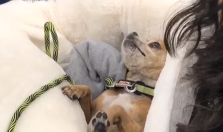 Hombre usó a perrito como pelota de fútbol: Cuando la policía llegó estaba parado sobre el animal