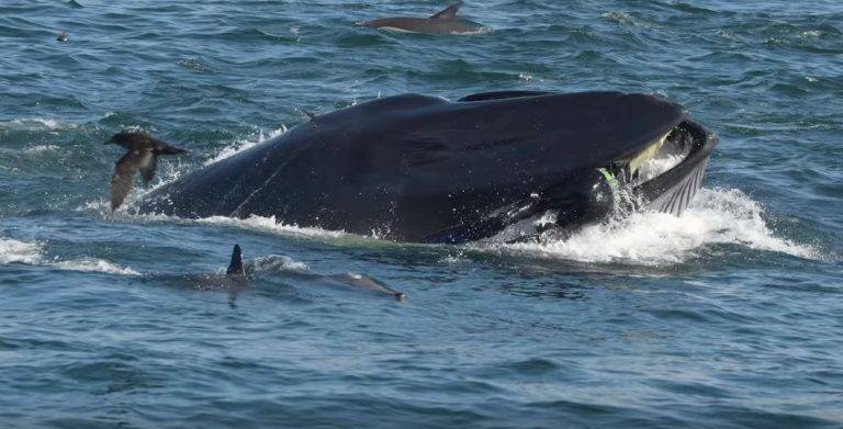 El impresionante registro de una ballena que se traga a un buzo que logra vivir para contarlo
