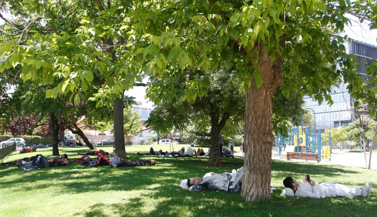 ¡Santiago se queda sin árboles! Urge triplicar su número para enfrentar los efectos del cambio climático