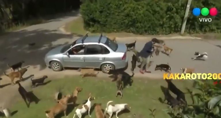 Peligroso para él, chistoso para nosotros: Periodista es acorralado por jauría de perros y del susto se subió a un auto