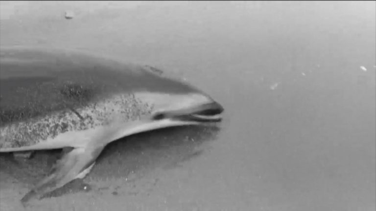 Recibió golpes en red de pesca industrial: Las indignantes imágenes de la muerte de delfín en Mejillones