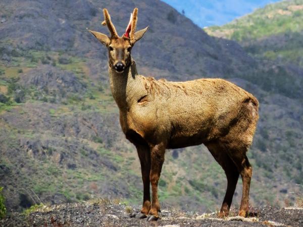 Proyecto de ley quiere dejar de tratar a la flora y fauna de nuestro país como objetos