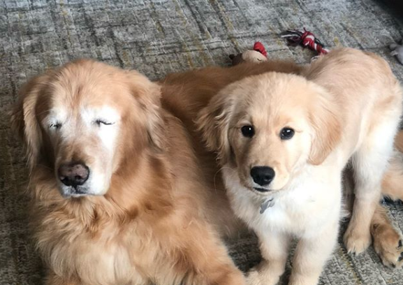 Perrito ciego consiguió su propio guía: La adorable historia Charlie y Mav que conmueve en Instagram