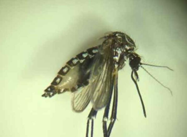Alerta por mosquito encontrado en Iquique que puede transmitir fiebre amarilla, zika y dengue