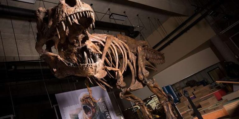 Enorme esqueleto de Tiranosaurio rex sugiere que los dinosaurios eran aun más grandes de lo que creíamos
