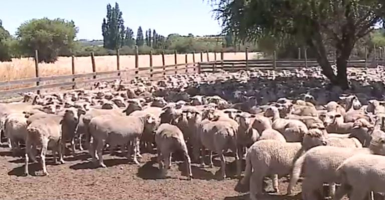 Sabingo nos mostró la ruta de la lana en la Región de O'Higgins