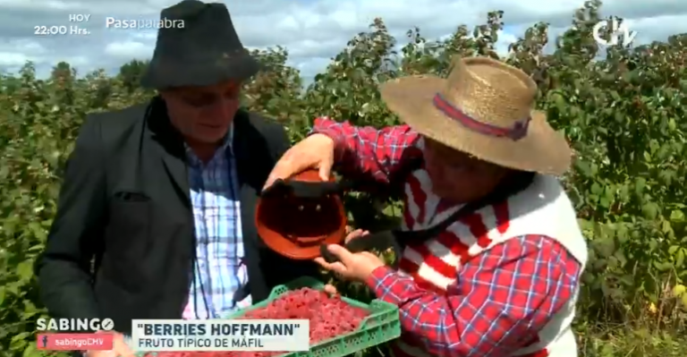 Mira como Los Huasitos cosecharon berries en Máfil