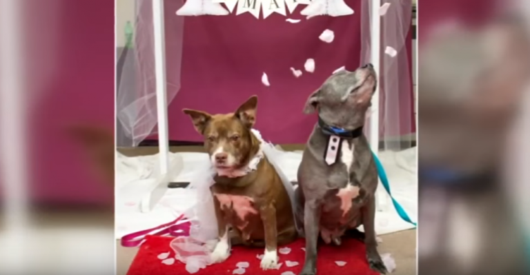 Perritos se casaron para poder ser adoptados juntos