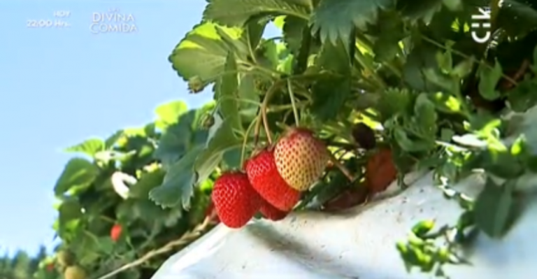 Zenobia Reyes mostró en Sabingo su cultivo de frutillas en la comuna de Bulnes