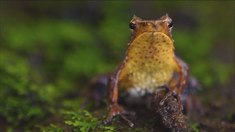 El letal hongo que amenaza con la vida de los anfibios en el mundo