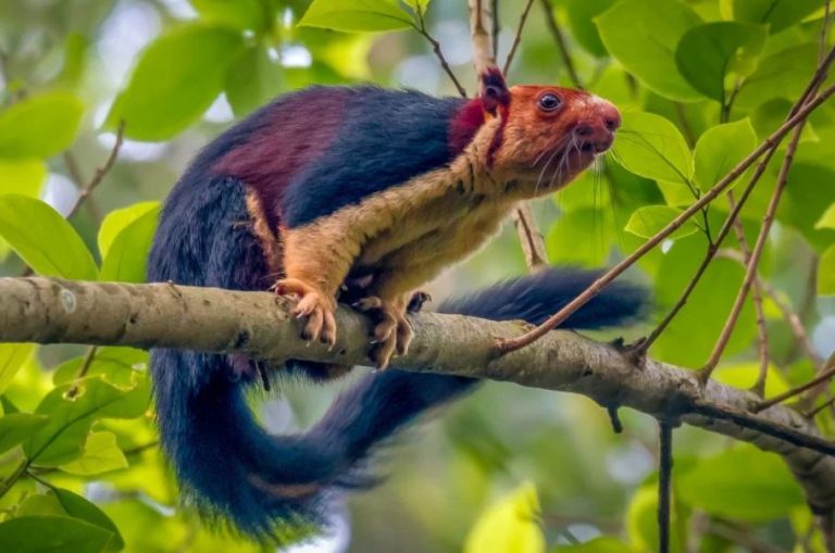 Hermoso y desconocido: Las sorprendentes imágenes que dejó una extraña y gigante ardilla multicolor